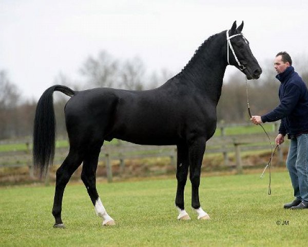 stallion Vaandrager HBC (KWPN (Royal Dutch Sporthorse), 2002, from Manno)