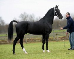 Deckhengst Vaandrager HBC (KWPN (Niederländisches Warmblut), 2002, von Manno)