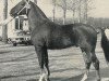 stallion Urconi (KWPN (Royal Dutch Sporthorse), 1978, from Marconi)