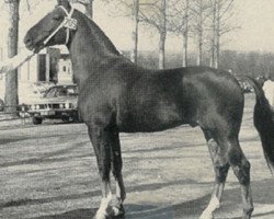 Deckhengst Urconi (KWPN (Niederländisches Warmblut), 1978, von Marconi)