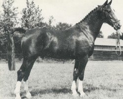 stallion Uiver (KWPN (Royal Dutch Sporthorse), 1978, from Oran)