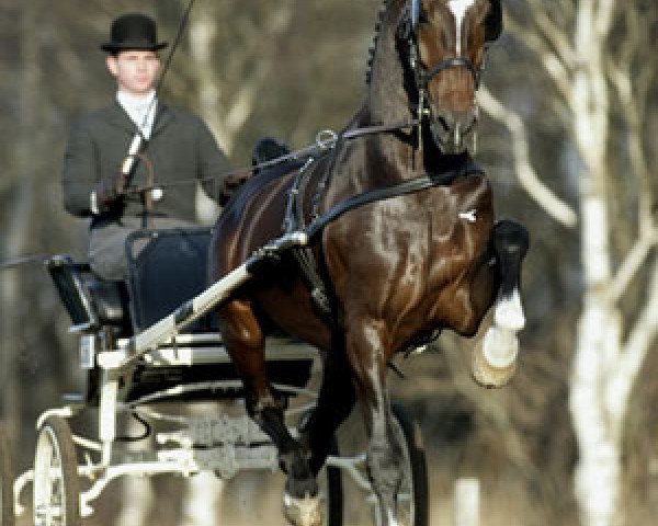 stallion Torino (KWPN (Royal Dutch Sporthorse), 2000, from Jonker)