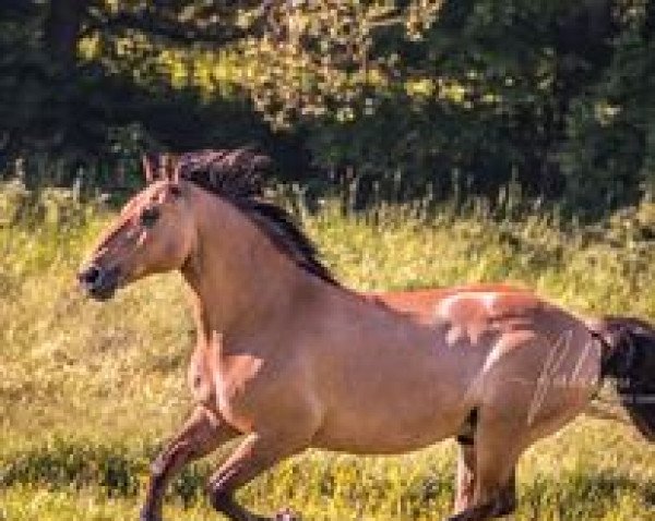 horse Kubal (Polish Warmblood, 2004)