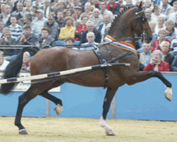 stallion Tendens HBC (KWPN (Royal Dutch Sporthorse), 2000, from Larix)