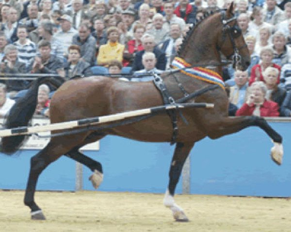 Deckhengst Tendens HBC (KWPN (Niederländisches Warmblut), 2000, von Larix)