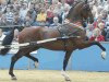 stallion Tendens HBC (KWPN (Royal Dutch Sporthorse), 2000, from Larix)