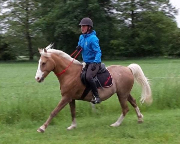 Pferd Silver Moon 10 (Deutsches Reitpony, 2000, von Pegamo)