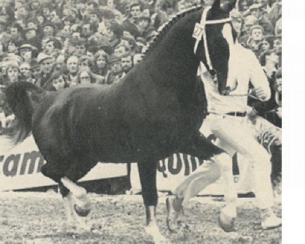 stallion Strateeg (KWPN (Royal Dutch Sporthorse), 1976, from Hoogheid)