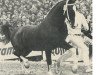 stallion Strateeg (KWPN (Royal Dutch Sporthorse), 1976, from Hoogheid)