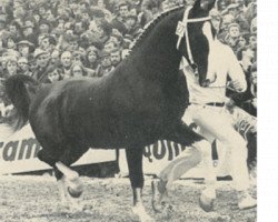 stallion Strateeg (KWPN (Royal Dutch Sporthorse), 1976, from Hoogheid)