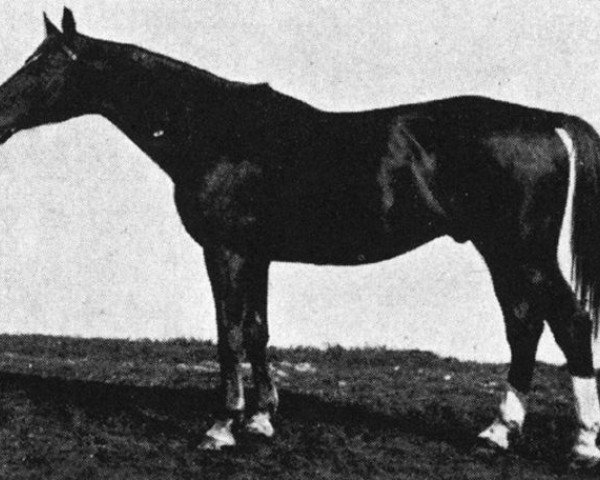 stallion Parsival (Trakehner,  , from Morgenstrahl)