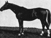 stallion Parsival (Trakehner,  , from Morgenstrahl)