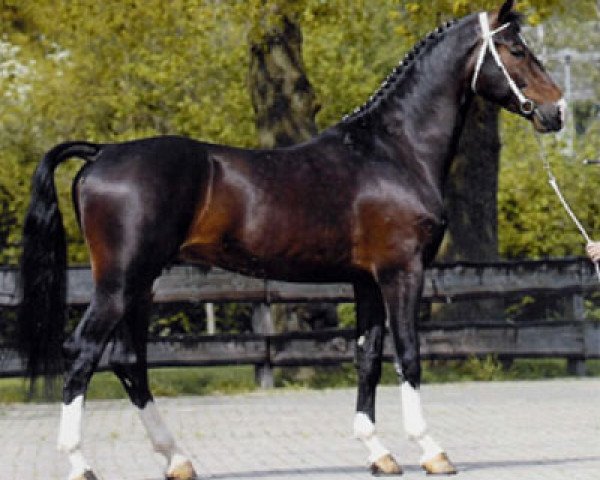 horse Seinman (KWPN (Royal Dutch Sporthorse), 1999, from Renovo)