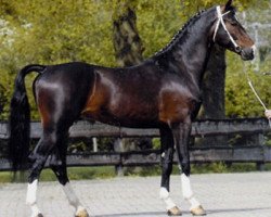 horse Seinman (KWPN (Royal Dutch Sporthorse), 1999, from Renovo)