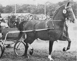 stallion Schout (KWPN (Royal Dutch Sporthorse), 1976, from Marconi)