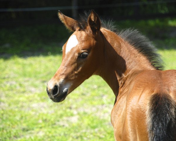 broodmare Herbstguardiana (Trakehner, 2014, from Guardian 16)