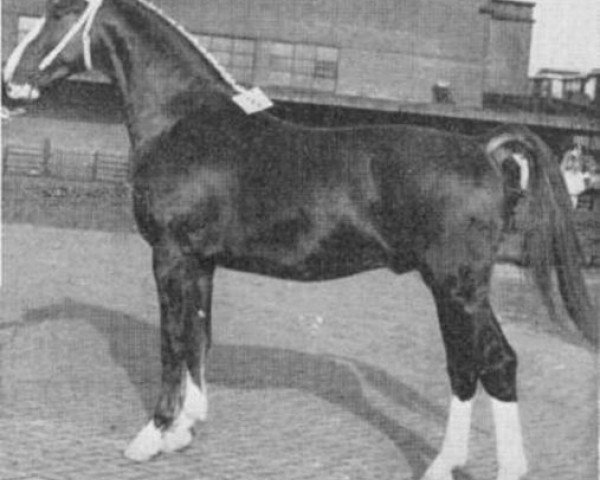 stallion Folio (Gelderland, 1964, from Wachtmeester)