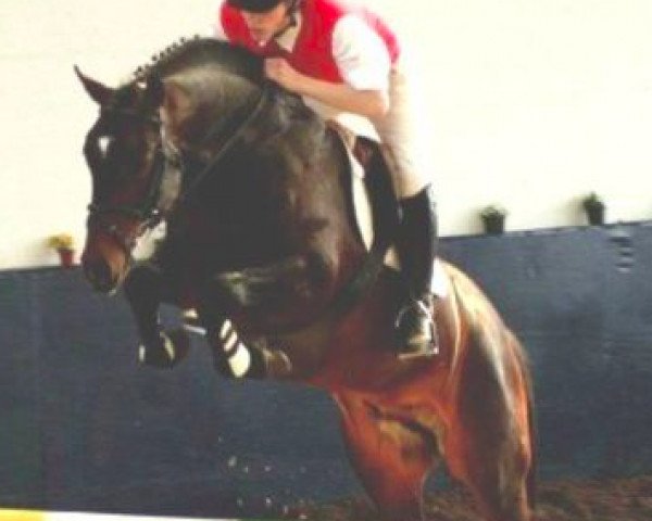 stallion Escuro (Hanoverian, 1999, from Escudo II)