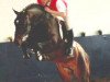 stallion Escuro (Hanoverian, 1999, from Escudo II)