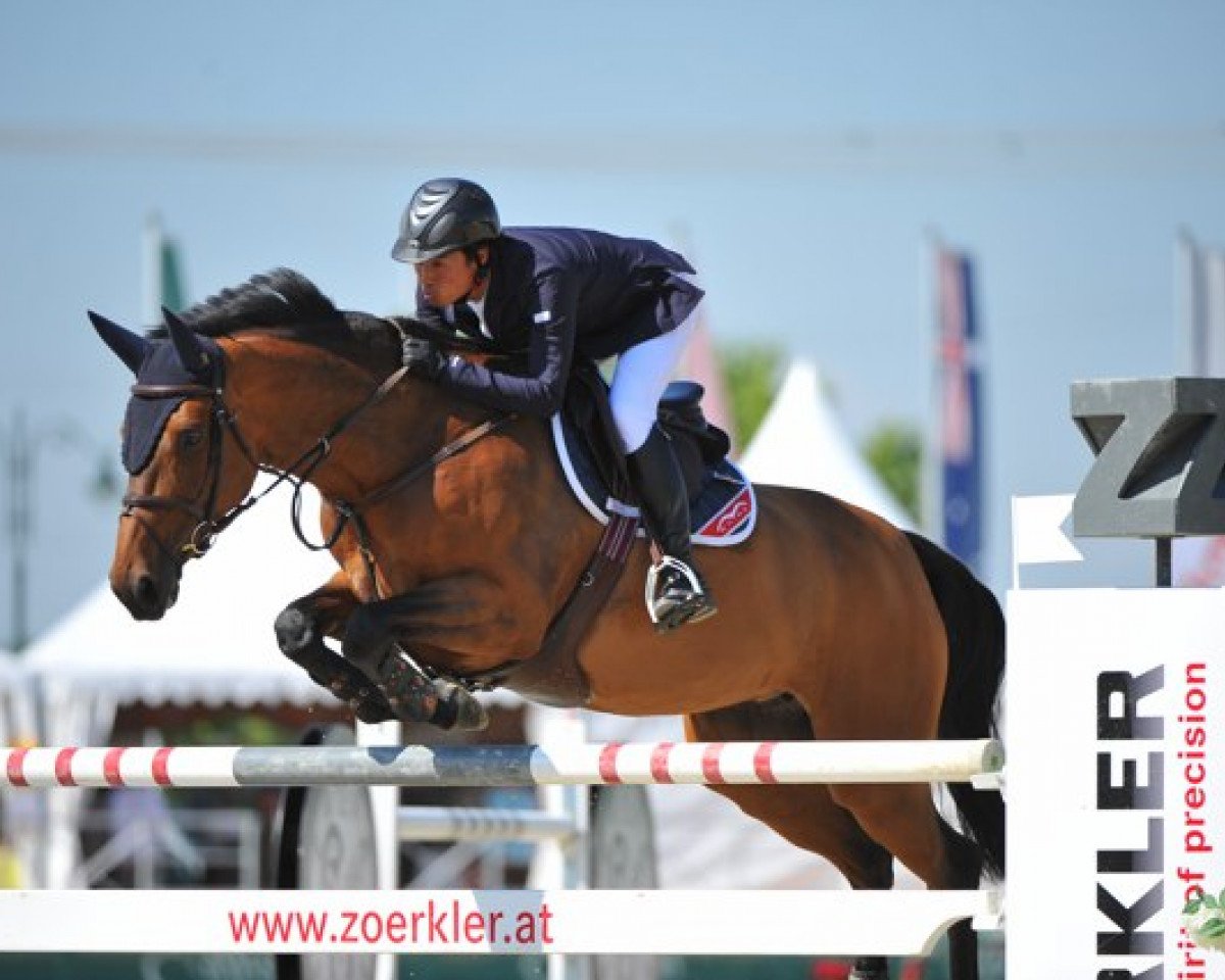 Zuchtstute Heroine de Muze (Belgisches Warmblut, 2007, von Tinka's Boy)