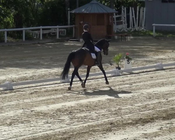 Reitturnier Wiesbaden-Erbenheim 2019