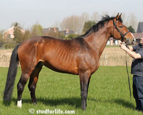 stallion Quidam De Revel II Z (Klon) (Zangersheide riding horse, 2005, from Jalisco B)