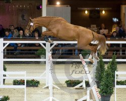 jumper Nesquick de La Liniere (Belgian Warmblood, 2013, from Quidam de Revel)