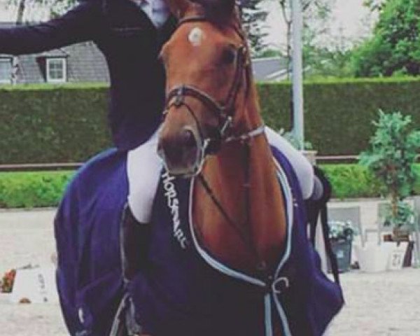 jumper Fuji (KWPN (Royal Dutch Sporthorse), 2010, from Verdi)