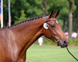 broodmare Lansini T (Holsteiner, 2008, from Landlord)