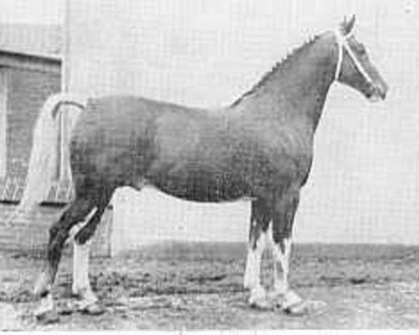 stallion Oleander (Gelderland, 1950, from Jotham 1054)