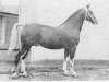 stallion Oleander (Gelderland, 1950, from Jotham 1054)
