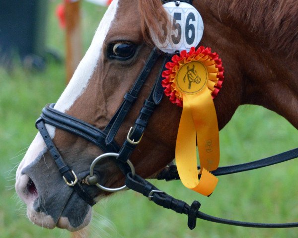 broodmare Rub Miss Mendy (German Riding Pony, 2007, from Mendy Son)