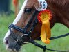 Zuchtstute Rub Miss Mendy (Deutsches Reitpony, 2007, von Mendy Son)