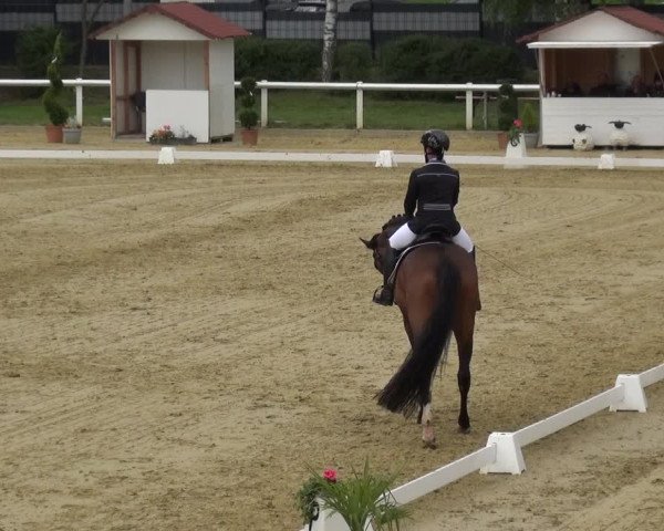 Reitturnier Wiesbaden-Erbenheim 2019