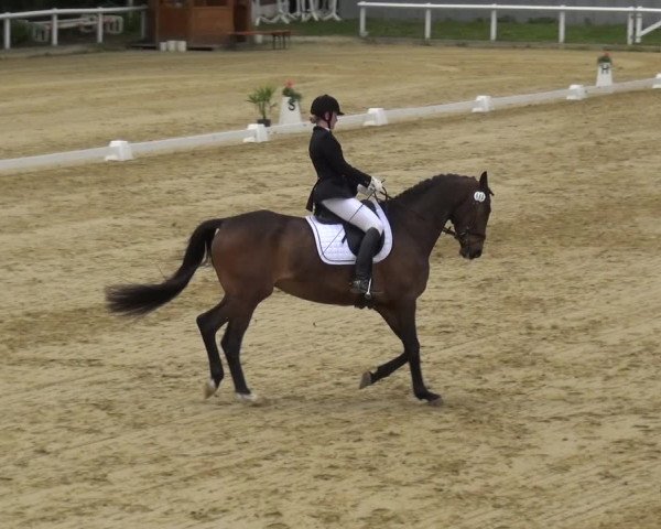 Reitturnier Wiesbaden-Erbenheim 2019