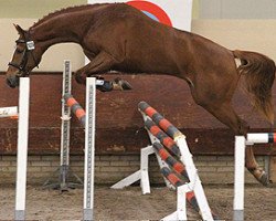 jumper Cuidam de Vrendt (KWPN (Royal Dutch Sporthorse), 2007, from Quidam de Revel)