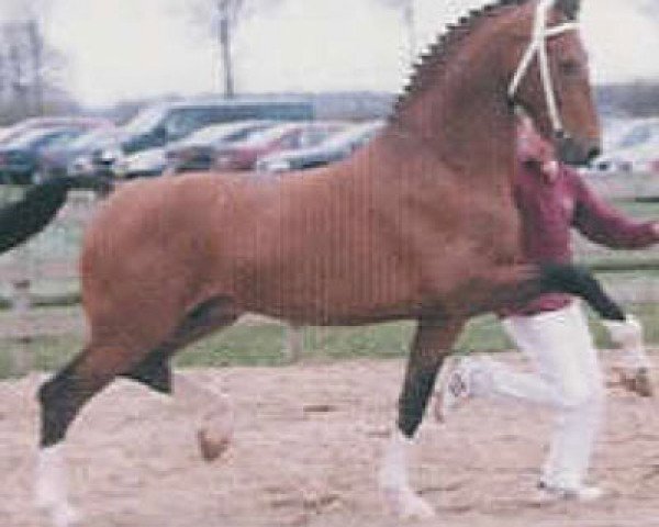 stallion Pronkjuweel (KWPN (Royal Dutch Sporthorse), 1997, from Jonker)