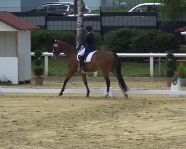 Reitturnier Wiesbaden-Erbenheim 2019