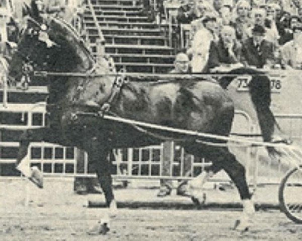 stallion Positief (KWPN (Royal Dutch Sporthorse), 1974, from Hoogheid)
