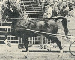 stallion Positief (KWPN (Royal Dutch Sporthorse), 1974, from Hoogheid)