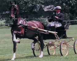 stallion Perfection (KWPN (Royal Dutch Sporthorse), 1997, from Hofmeester)