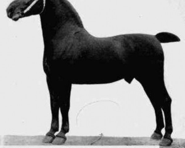 stallion Erbgraf 1500 (Oldenburg, 1900, from Ehrenberg 1383)