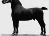 stallion Erbgraf 1500 (Oldenburg, 1900, from Ehrenberg 1383)