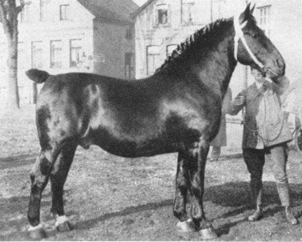 stallion Rheinfürst 3431 (Oldenburg, 1924, from Reinhard 2584)