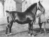stallion Rheinfürst 3431 (Oldenburg, 1924, from Reinhard 2584)