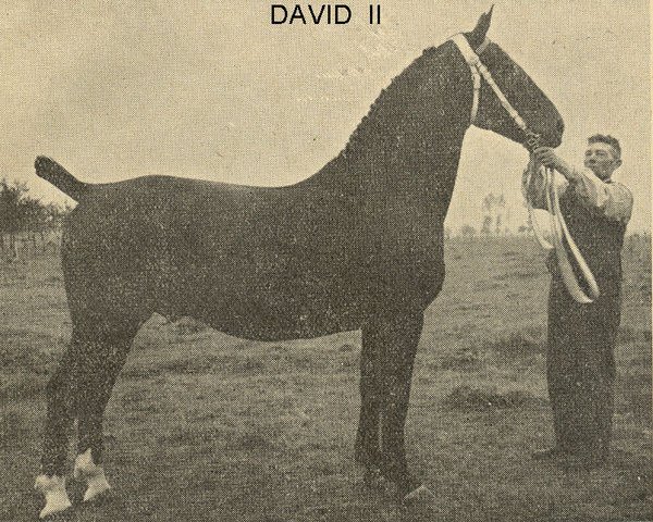 stallion David II (Groningen, 1939, from Jimbo)