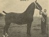 stallion David II (Groningen, 1939, from Jimbo)