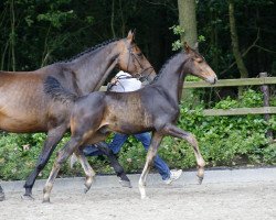 jumper Las Vegas DS Z (Zangersheide riding horse, 2014, from Levisto Z)