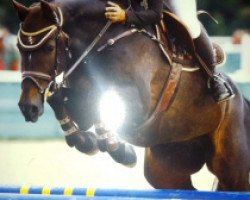 jumper Latin (Hungarian Warmblood, 2002, from Laurenz)