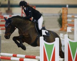 jumper Contrino Z (Belgian Warmblood, 2005)